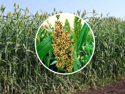 Health benefits of Jowar or sorghum from diabetes to skin cancer and weight loss | चांगल्या आरोग्यासाठी गुणांची खाण आहे ज्वारी, जाणून घ्या फायदे!