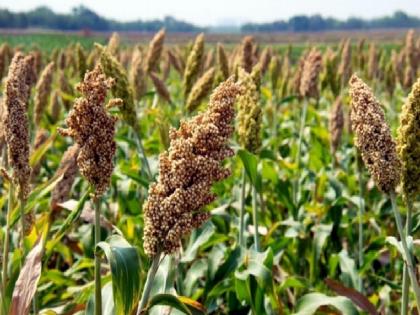 Rabbi wheat area will decrease this year due to low rainfall; Sorghum, gram seeds will increase | अत्यल्प पावसाचा फटका, यंदा रब्बी गव्हाचे क्षेत्र घटणार; ज्वारी, हरभऱ्याचा पेरा वाढणार