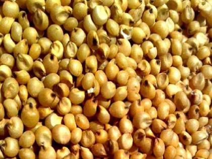 Yellow sorghum rates high in the market; Income less, rate Rs 4100 per quintal | पिवळ्या ज्वारीचा बाजारात तोरा; आवक कमी, दर ४१०० रुपये प्रतिक्विंटल