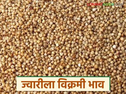 Latest News Jwari Market Jowar is fetching record price of Rs 2900 per quintal | ज्वारीला प्रति क्विंटल 2900 रुपयांचा विक्रमी दर, कुठे मिळाला दर, वाचा सध्याचे बाजारभाव Latest News Jwari Market Jowar is fetching record price of Rs 2900 per quintal | ज्वारीला प्रति क्विंटल 2900 रुपयांचा विक्रमी दर, कुठे मिळाला दर, वाचा सध्याचे बाजारभाव