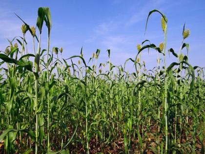 The farmers of Beed district now looking for summer crops | थंडीने ज्वारी काकडली तर गहू, हरभर्‍यावर कीड; बीड जिल्ह्यातील शेतक-यांना आता उन्हाळी पिकांचे वेध  