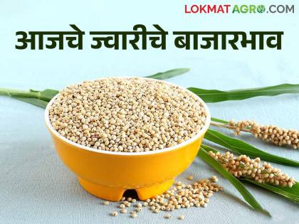 दादर ज्वारीची पिछाडी, मालदांडी ज्वारीने खाल्ला भाव, जाणून घ्या आजचे दर 