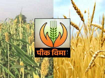 Crop insurance 26 hectares for jowar and 30 thousand rupees for wheat | पीक विमा: ज्वारीला हेक्टरी २६ तर गव्हाला ३० हजार रुपये मदत, सातारा जिल्ह्यात किती शेतकऱ्यांचा सहभाग..वाचा