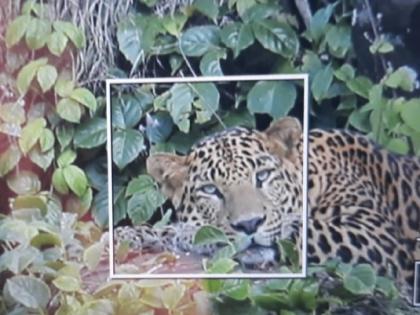 Leopards at the foothills of Jotiba Hills | जोतिबा डोंगराच्या पायथ्याला बिबटया, नागरिकांमध्ये भीतीचे वातावरण