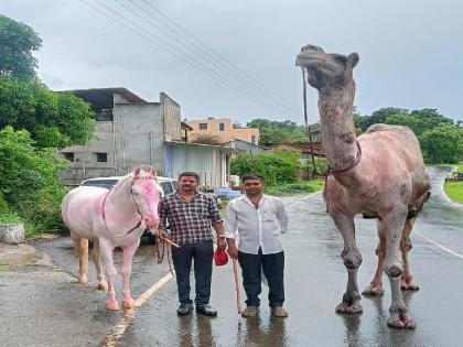 Camels, Horses of on Jotiba enter the Pohale kolhapur | Kolhapur: जोतिबावरील मानाचे उंट, घोडे पोहाळेत दाखल