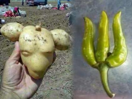 पोपट, बदक, बकरी; भाज्या आहेत की मस्करी?