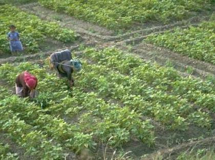 Beneficiary Selection Process Through 'Lucky Draw' under the Agricultural Extension Mission | कृषि विस्तार अभियानांतर्गत ‘लकी ड्रॉ’व्दारे लाभार्थी निवड प्रक्रिया