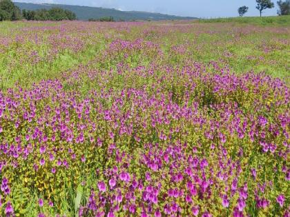 Kas Pushpa Plateau is decorated with flowers with tourists | Satara: कास पुष्प पठार पर्यटकांबरोबर फुलांनी सजले!, कुमुदिनीच्या पांढऱ्या कमळांचे आकर्षण