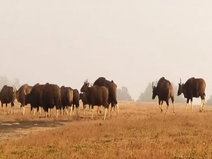 Rangavya herd sightings on Kaas plateau satara district | कास पठारावर रानगव्याच्या कळपाचे दर्शन!