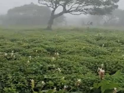 The Kas plateau bloomed with white flowers, planning the eve of the season | Satara: कास पठार चवरच्या पांढऱ्या रंगाच्या फुलांनी बहरले, हंगामाच्या पूर्वसंध्येला नियोजनाची लगबग