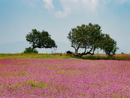 Satara: Flowering season on Kas plateau begins today Tourists have to book online | Satara: कास पठारावरील फुलांचा हंगाम आजपासून सुरू, पर्यटकांना ऑनलाईन बुकिंग करावे लागणार