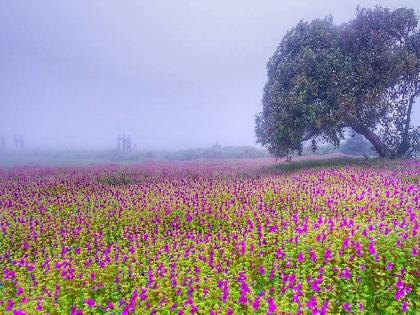 Tourists flock to Kaas Plateau as the colorful flower season begins | Satara: कास पठारावर विविधरंगी फुलांचा हंगाम सुरू, पहिल्याच दिवशी शेकडो पर्यटकांची भेट Tourists flock to Kaas Plateau as the colorful flower season begins | Satara: कास पठारावर विविधरंगी फुलांचा हंगाम सुरू, पहिल्याच दिवशी शेकडो पर्यटकांची भेट