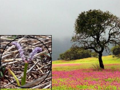 World Heritage site Sataritura blooms on Kaas Plateau, blooms a month earlier than last year | Satara: जागतिक वारसास्थळ कास पठारावर फुलला सातारीतुरा !, गतवर्षीच्या तुलनेत एक महिना अगोदर दर्शन