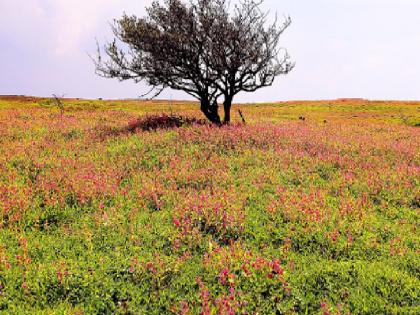 The tone of displeasure from the tourists who came to see the kas flower season | Satara: फुलं पाहायला कासला निघालाय, हंगाम सुरू, मात्र..