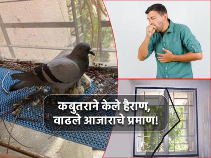 Health: 'कबुतर जा जा जा...' कबुतरांच्या उच्छादाने मुंबईकर हैराण; वाढले आजाराचे प्रमाण!
