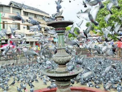 Is there political will to ban pigeon houses? | कबुतरखान्यांवर बंदीसाठी राजकीय इच्छाशक्ती आहे का? Is there political will to ban pigeon houses? | कबुतरखान्यांवर बंदीसाठी राजकीय इच्छाशक्ती आहे का?