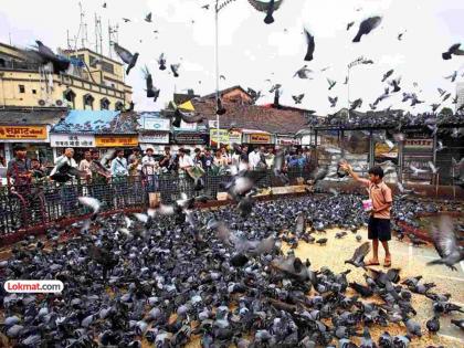 कबुतरखान्यांच्या ‘त्या’ चार जागांना स्थानिकांचा विरोध; पालिकेचा निर्णय मागे घेण्याची मागणी - Marathi News | locals oppose those four pigeon lofts demand withdraw mumbai municipality decision | Latest News at Lokmat.com