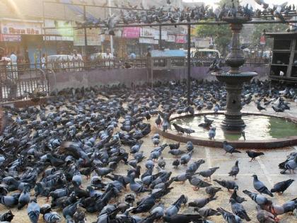 Pigeon loft controversy: Expert committee formed to examine the impact of pigeons on human health | कबुतरखाना वाद: मानवी आरोग्यावर कबुतरांचा परिणाम तपासण्यासाठी तज्ज्ञ समिती गठित Pigeon loft controversy: Expert committee formed to examine the impact of pigeons on human health | कबुतरखाना वाद: मानवी आरोग्यावर कबुतरांचा परिणाम तपासण्यासाठी तज्ज्ञ समिती गठित