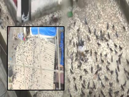 Ban on feeding pigeons remains You cannot take unilateral decisions High Court reprimands Mumbai Municipal Corporation | कबुतरांना खाद्यबंदी कायम; 'तुम्ही एकांगी निर्णय घेऊ शकत नाही', हायकोर्टाने मुंबई महापालिकेला फटकारले Ban on feeding pigeons remains You cannot take unilateral decisions High Court reprimands Mumbai Municipal Corporation | कबुतरांना खाद्यबंदी कायम; 'तुम्ही एकांगी निर्णय घेऊ शकत नाही', हायकोर्टाने मुंबई महापालिकेला फटकारले