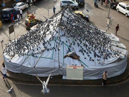 Pigeons are busy eating grains, politicians are busy fighting | कबुतर दाणे खाण्यात मग्न, राजकारणी भांडणात व्यस्त Pigeons are busy eating grains, politicians are busy fighting | कबुतर दाणे खाण्यात मग्न, राजकारणी भांडणात व्यस्त