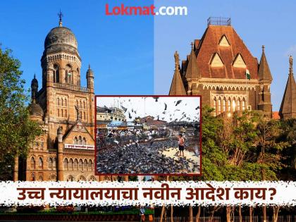 How can you issue such an order? bombay High Court slams Mumbai Municipal Corporation over kabutar khana issue What happened? | Kabutar Khana: 'तुम्ही असा आदेश कसा काढू शकता?', उच्च न्यायालयाने मुंबई महापालिकेला झापले; काय घडलं? How can you issue such an order? bombay High Court slams Mumbai Municipal Corporation over kabutar khana issue What happened? | Kabutar Khana: 'तुम्ही असा आदेश कसा काढू शकता?', उच्च न्यायालयाने मुंबई महापालिकेला झापले; काय घडलं?