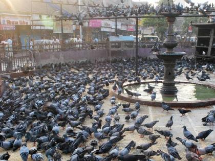 Animals-birds are also affected by heat stroke cases increased by 30-40 percent | प्राणी- पक्ष्यांनाही उष्माघाताचा फटका, ३०-४० टक्क्यांनी वाढले प्रमाण