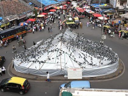 कबुतरांना खाद्य दिल्याने दंड; दादरचा व्यावसायिक दाेषी; दंडाचे पहिलेच प्रकरण  - Marathi News | Fined for feeding pigeons; Dadar businessman guilty; first case of fine | Latest News at Lokmat.com
