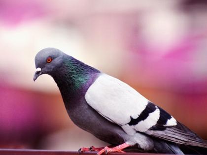 A minor boy stole Rs 70,000 from a house to buy a pigeon; The balance was squandered | कबुतरांसाठी १२ वर्षीय मुलाने घरातून ७० हजार चोरले; शिल्लक चॉकलेट-बिस्किटांवर उडवले