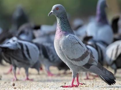 Risk of various diseases from pigeon feathers and droppings | त्यांची ‘गुटूर-गू’ होईल पण 'श्वास' तुमचा कोंडेल!; कबूतरांच्या पिसांपासून, विष्ठेपासून विविध आजारांचा धोका