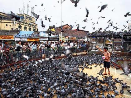 ‘Instructions will be given for pigeon parks outside urban areas’ | ‘नागरी वस्तीबाहेर कबुतर पार्कसाठी निर्देश देणार’ ‘Instructions will be given for pigeon parks outside urban areas’ | ‘नागरी वस्तीबाहेर कबुतर पार्कसाठी निर्देश देणार’