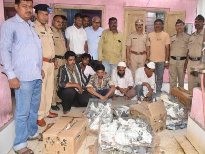 Inquiries for suspected 5 suspects in Nandurbar in Dabur smuggling case | कबुतर तस्करीप्रकरणी नंदुरबारात 5 संशयित चौकशीसाठी ताब्यात