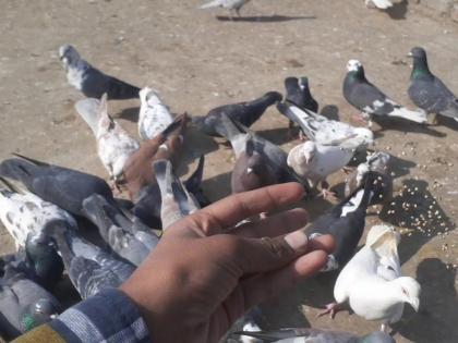 Surveillance on pigeons captured by the Forest Department, offenses related | वनविभागाने ताब्यात घेतलेल्या कबुतरांवर देखरेख, संबंधितावर गुन्हा