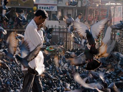 Temporary ban on action against pigeon houses at heritage sites | वारसास्थळी कबुतरखान्यांवर कारवाईस तात्पुरती मनाई Temporary ban on action against pigeon houses at heritage sites | वारसास्थळी कबुतरखान्यांवर कारवाईस तात्पुरती मनाई