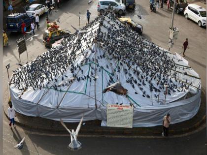 काेर्टाच्या निर्देशानंतरच कबुतरखान्यांवर निर्णय; आयुक्त गगराणी यांची शिष्टमंडळाला माहिती - Marathi News | Decision on pigeon houses only after court direction BMC Commissioner Gagrani informs the delegation | Latest News at Lokmat.com