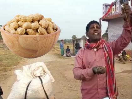 Kacha Badam Dada Kacha Badam...; The song went viral but the peanuts will be tasted in May | 'बादाम बादाम दादा काचा बादाम'; गाणं झाले व्हायरल पण भुईमूग शेंगांचा मेमध्ये मिळेल आस्वाद