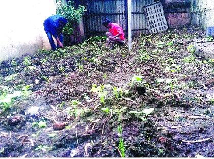  Organic farming of Satara city, waste hand picking | सातारा शहराचा कचरा वेचणारे हात पिक वूलागले सेंद्रिय शेती