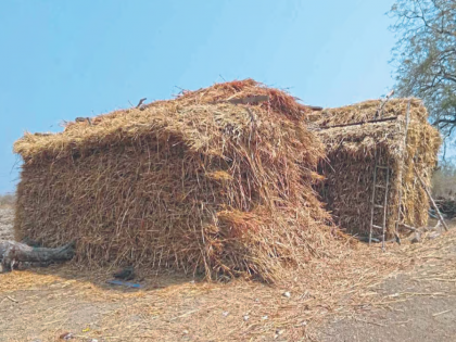 Due to water scarcity, farmer go hunting for fodder; The price of Kadaba Pendi is 20 rupees | पाणीटंचाईमुळे पशूपालकांची चाऱ्यासाठी वणवण; कडब्याच्या पेंडीला २० रुपयांचा भाव