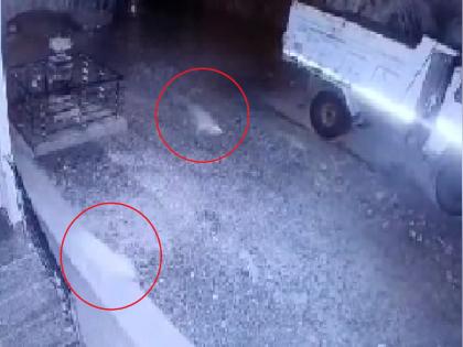 Leopard attacks pet dog in Chichin Sangli, caught on CCTV camera  | Sangli: चिंचणीत बिबट्याचा पाळीव कुत्र्यावर हल्ला, सीसीटीव्ही कॅमेऱ्यात कैद 