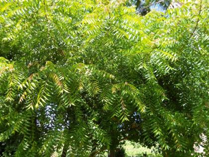 Unique movement! Citizens of Ghatanji village in Yavatmal district will celebrate Diwali by eating neem leaves | अनोखे आंदोलन! यवतमाळ जिल्ह्यातल्या घाटंजीचे नागरिक कडूलिंबाची पाने खाऊन साजरी करणार दिवाळी