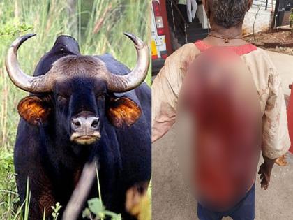 Farmer seriously injured in gaur attack at Khundlapur Sangli | सांगलीतील खुंदलापूर येथे गव्याच्या हल्ल्यात शेतकरी गंभीर जखमी