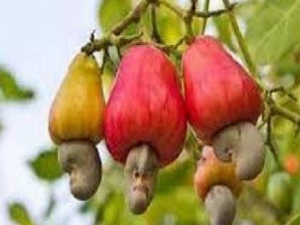 State Level Cashew Council from next Saturday in Ratnagiri | रत्नागिरीत येत्या शनिवारपासून राज्यस्तरीय काजू परिषद