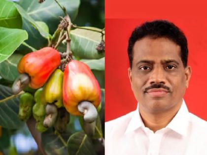 The decision of the government to give subsidy of ten rupees per kg to farmers and producers without guaranteeing cashew, Cashew subsidy question Satish Sawant warning | Sindhudurg: ..तर 'त्या' शासन आदेशाची होळी करणार!, काजू अनुदानप्रश्नी सतीश सावंत यांचा इशारा