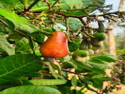 Hey surprise! Cashew trees stuck in the mud | अहो आश्चर्यम्! चिखलदऱ्यात लगडली काजूची झाडे