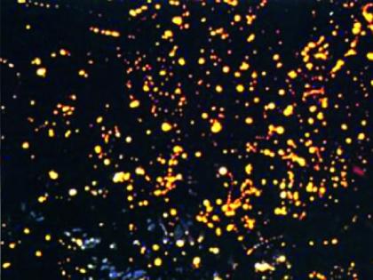 Festivals should not endanger the breeding season of fireflies, impose restrictions; Green Tribunal orders | महोत्सवामुळे काजव्यांच्या प्रजनन काळास धोका नको, निर्बंध घाला; हरित न्यायाधिकरणाचे आदेश Festivals should not endanger the breeding season of fireflies, impose restrictions; Green Tribunal orders | महोत्सवामुळे काजव्यांच्या प्रजनन काळास धोका नको, निर्बंध घाला; हरित न्यायाधिकरणाचे आदेश