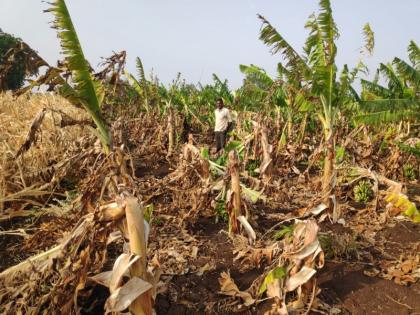 Banal rains in the Kalmswar area of Amalner taluka flooded the banana | अमळनेर तालुक्यातील कळमसरे परिसरात वादळी पावसाने केळी जमीनदोस्त