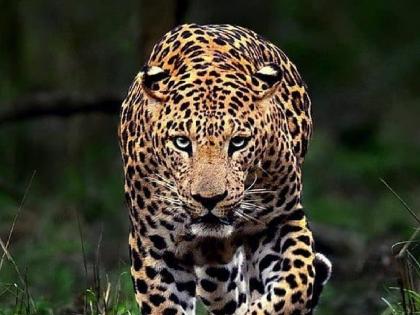 Leopard attacks bike rider in Kalambat Ratnagiri, one injured | Ratnagiri: कळंबट येथे दुचाकीस्वारावर बिबट्याचा हल्ला, एकजण जखमी
