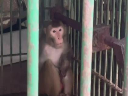 Monkeys strange gestures to women; Love of liquor and non-veg, monkey sentenced to 'life imprisonment' | महिलांना विचित्र हातवारे; दारु आणि नॉनव्हेजची आवड, माकडाला 'आजीवन कारावास'ची शिक्षा