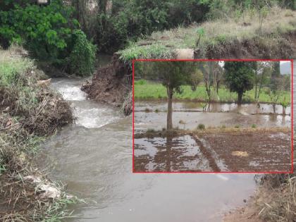 The canal burst at Minche Khurd in Bhudargad taluka of Kolhapur district, Heavy loss of crops | Kolhapur: मिणचे खुर्द येथे कालवा फुटला, शेताला आलं तळ्याचे स्वरूप; पिकांचे मोठे नुकसान 