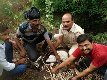 Livelihood given to the poem lying in the well | कोरड्या विहिरीत पडलेल्या कळविटाला दिले जीवनदान