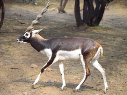 Antelope hunting at Rendale? | रेंडाळे येथे काळवीटाची शिकार?